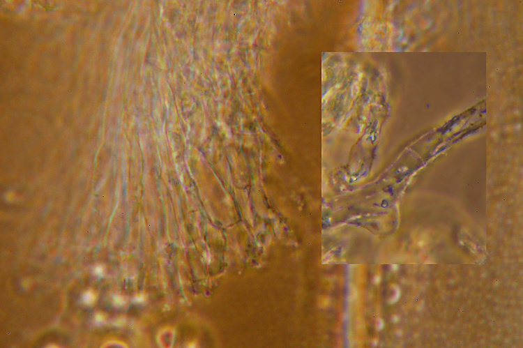 Mah...mi da l''idea di un Clitopilus...